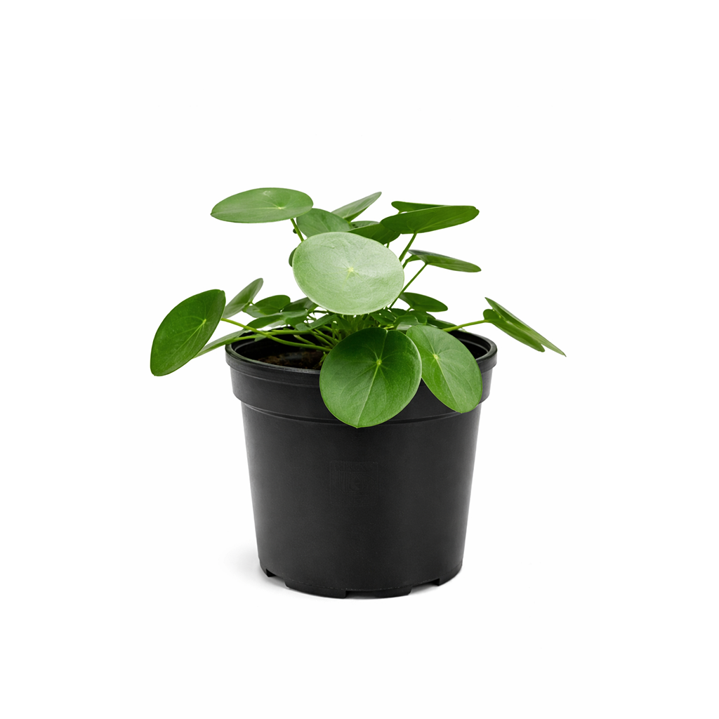 money plant perennial Pilea Peperomioides 'Chinese Money', Feng Shui Houseplant for Your Home