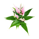 Anthurium Lilli Pink, Anthurium Flowers, Flowering Houseplants, Colorful Flowering Houseplants, Indoor Houseplants, Air Purifying Houseplant, Best Plants for Beginners, How to Care for Anthurium Plant, Anthurium Plant Care Guide