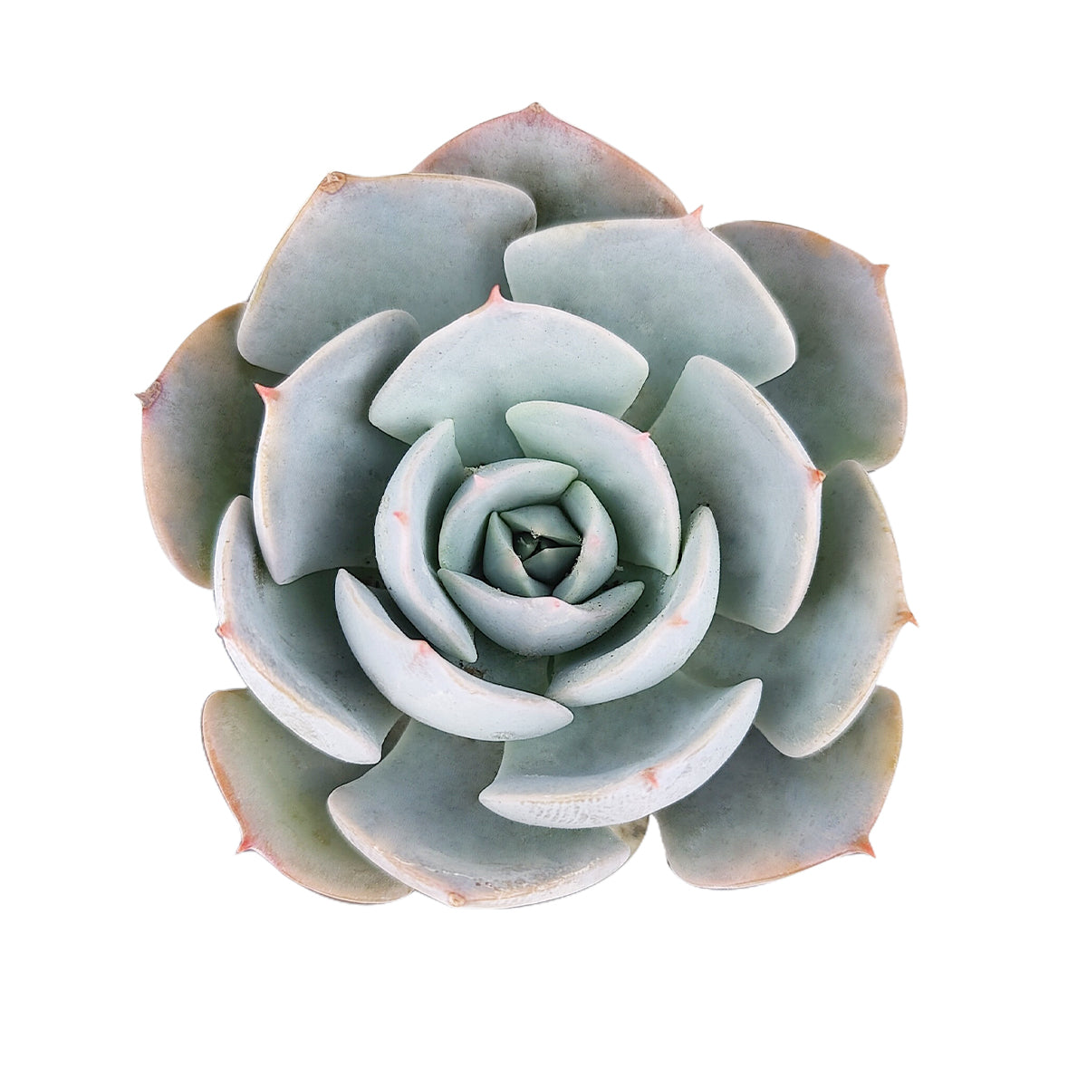 succulent reference Echeveria Simulans f/ Rayones - Succulent Plant - Succulent Care Guide