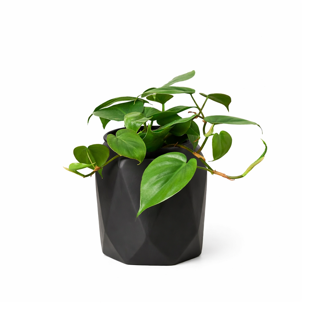 Philodendron Cordatum, philodendron cordatum care, cordatum philodendron, caring for an philodendron cordatum