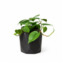 Philodendron Cordatum, philodendron cordatum care, cordatum philodendron, caring for an philodendron cordatum