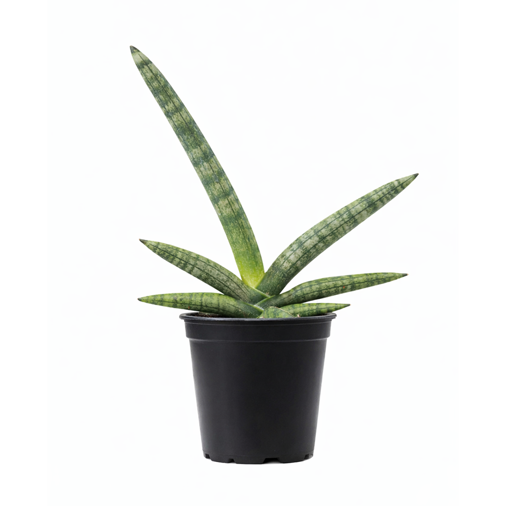 snake plants near me, Sansevieria Starfish in california, best soil for snake plants, buy snake plants online, snake plants for sale near me, online plant nursery california
