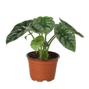 4" Pot Alocasia 'Mirror Face' - 4" Pot live houseplant for sale, dwarf critically endangered philippine native with metallic sheen foliage, deeply quilted dark green leaf surface, prominent sunken veins, compact upright indoor grower, elegant tropical statement piece for home or office, thoughtful rare plant gift