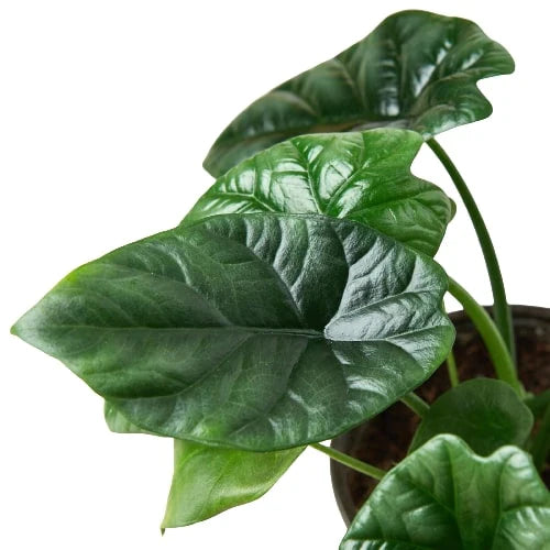 4" Pot Alocasia 'Mirror Face' - 4" Pot live houseplant for sale, dwarf critically endangered philippine native with metallic sheen foliage, deeply quilted dark green leaf surface, prominent sunken veins, compact upright indoor grower, elegant tropical statement piece for home or office, thoughtful rare plant gift