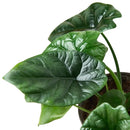 4" Pot Alocasia 'Mirror Face' - 4" Pot live houseplant for sale, dwarf critically endangered philippine native with metallic sheen foliage, deeply quilted dark green leaf surface, prominent sunken veins, compact upright indoor grower, elegant tropical statement piece for home or office, thoughtful rare plant gift