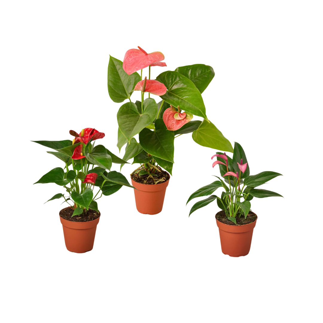 buy 3 anthurium variety pack- all different colors - 4" pots live plant 4" pot online, glossy heart-shaped spathes in vivid mixed colors, upright compact tropical growth form, air-purifying evergreen foliage, long-lasting blooms up to eight weeks, bold statement piece for any tabletop or desk, makes a gorgeous and unique gift for plant lovers