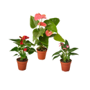 buy 3 anthurium variety pack- all different colors - 4" pots live plant 4" pot online, three distinct anthurium colors in one curated set, heart-shaped flowers with upright spadix in varied vivid hues, slow-growing compact form ideal for shelves and plant stands, nasa-recognized air-purifying tropical variety, stunning modern decor accent for living rooms and workspaces, a vibrant gift trio sure to delight any plant enthusiast