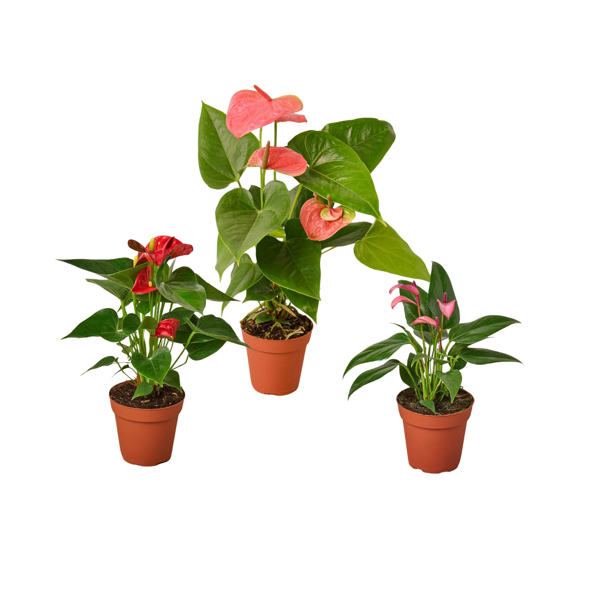 buy 3 anthurium variety pack- all different colors - 4" pots live plant 4" pot online, three distinct anthurium colors in one curated set, heart-shaped flowers with upright spadix in varied vivid hues, slow-growing compact form ideal for shelves and plant stands, nasa-recognized air-purifying tropical variety, stunning modern decor accent for living rooms and workspaces, a vibrant gift trio sure to delight any plant enthusiast