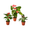 buy 3 anthurium variety pack- all different colors - 4" pots live plant 4" pot online, three distinct anthurium colors in one curated set, heart-shaped flowers with upright spadix in varied vivid hues, slow-growing compact form ideal for shelves and plant stands, nasa-recognized air-purifying tropical variety, stunning modern decor accent for living rooms and workspaces, a vibrant gift trio sure to delight any plant enthusiast
