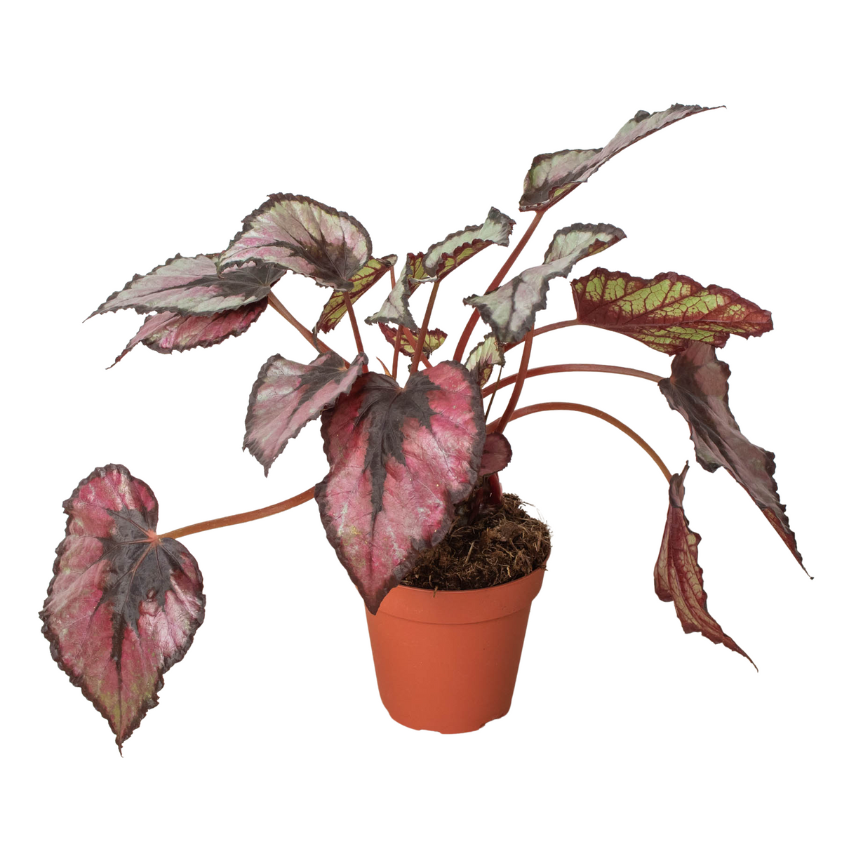 buy begonia 'rex' - 4" pot live houseplant 4 inch pot online, vivid multicolored patterned foliage, velvety asymmetrical leaves in purple silver and green, compact rhizomatous growth form, humidity-loving tropical accent, adds bohemian flair to desks and shelves, a vibrant and thoughtful gift for plant lovers
