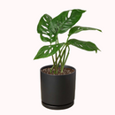 small Monstera Adansonii 'Swiss Cheese' in plastic pot, buy Monstera Adansonii 'Swiss Cheese' online near me, Monstera Adansonii 'Swiss Cheese' for sale