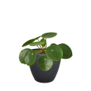 how to care for Pilea peperomioides Chinese Money Plant, houseplant gift ideas, special houseplants for home and office, bright light houseplant