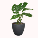 small Monstera Adansonii 'Swiss Cheese' in plastic pot, buy Monstera Adansonii 'Swiss Cheese' online near me, Monstera Adansonii 'Swiss Cheese' for sale