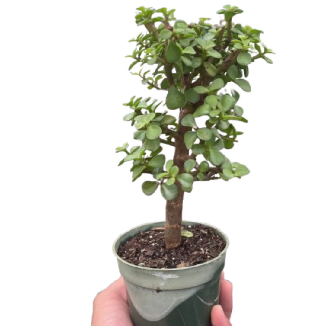 buy bonsai jade dwarf green live houseplant 4" pot online, glossy round forest green succulent leaves, thick reddish-brown woody stems, bushy compact bonsai growth form, drought-tolerant easy care succulent, architectural tabletop statement piece, a thoughtful and long-lasting gift for plant lovers