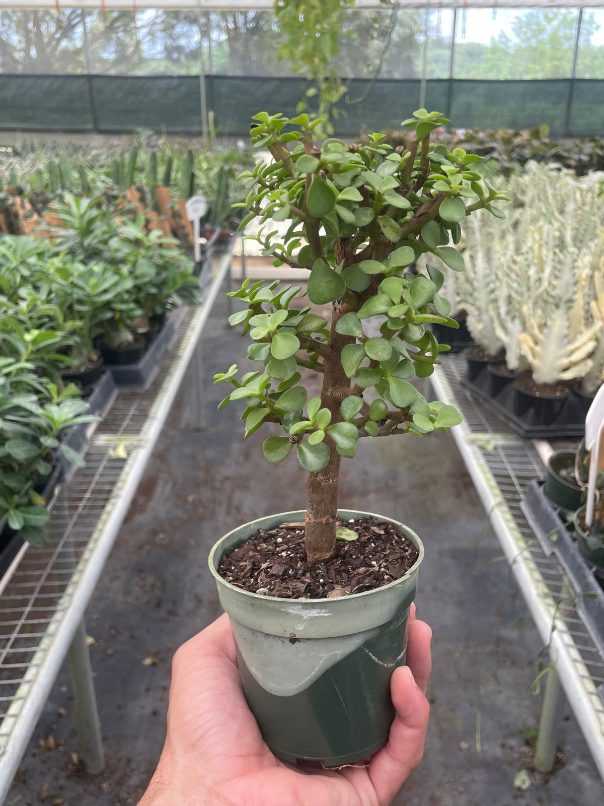 buy bonsai jade dwarf green live houseplant 6" pot online, lush deep green coin-shaped foliage, soft woody trunk with fine branching structure, compact upright succulent bonsai habit, air-purifying carbon-sequestering plant, stunning sculptural living decor for bright rooms, a meaningful gift for bonsai enthusiasts of all levels