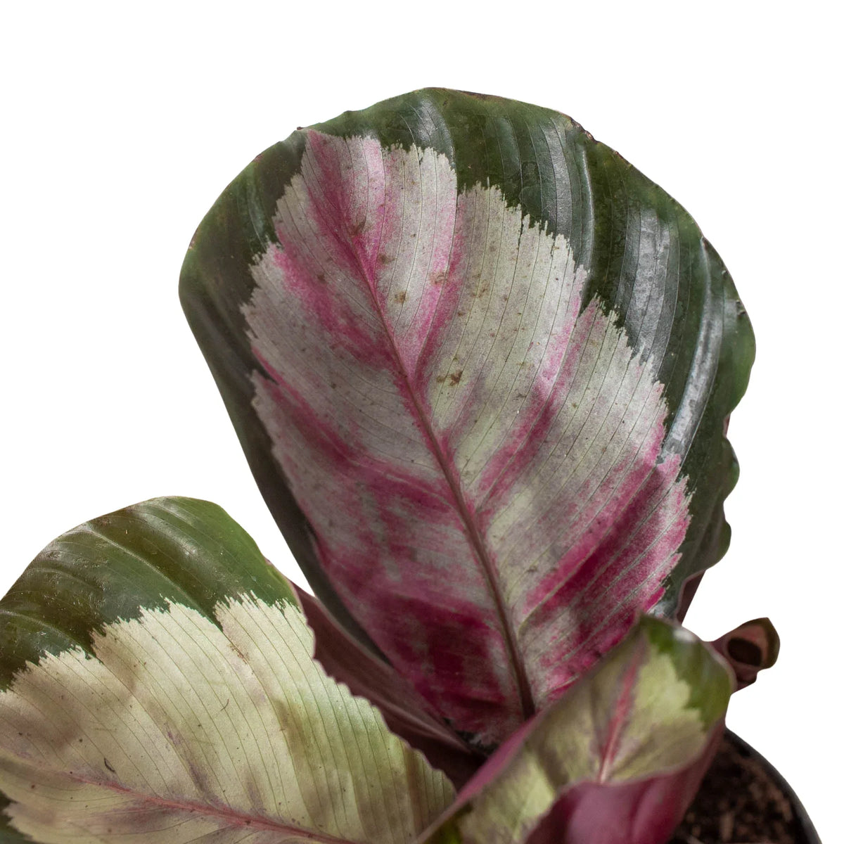 6" pot calathea roseopicta 'silvia' live houseplant for sale, striking rose-painted foliage with pale green centers banded in pink-purple, upright clumping form, glossy broad oval leaves with dramatic color contrast, pet-safe air-purifying tropical, lush bohemian accent for home or office decor, thoughtful gift for indoor plant collectors