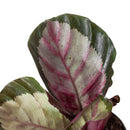 buy calathea roseopicta 'silvia' live houseplant 4" pot online, vivid tropical foliage showcasing rich pinkish-red centers surrounded by dark green scalloped edges, burgundy undersides visible as leaves rise at night, clumping upright growth with moderate spread, high humidity preference making it ideal for bright humid indoor spaces, beautiful pet-safe air-purifying plant gift for any occasion