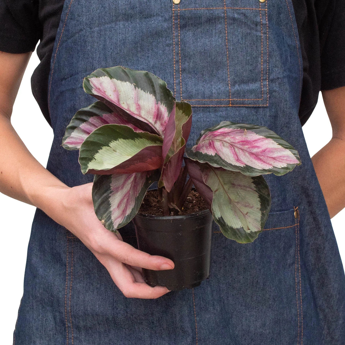 buy calathea roseopicta 'silvia' live houseplant 4" pot online, vivid pinkish-red leaf surface edged in deep forest green, clumping upright growth suited to floor or tabletop display, leaves that fold upward at night in classic prayer plant movement, sensitive to dry air making it perfect for humid interiors, eye-catching tropical gift for houseplant enthusiasts