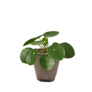 how to care for Pilea peperomioides Chinese Money Plant, houseplant gift ideas, special houseplants for home and office, bright light houseplant