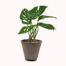 small Monstera Adansonii 'Swiss Cheese' in plastic pot, buy Monstera Adansonii 'Swiss Cheese' online near me, Monstera Adansonii 'Swiss Cheese' for sale