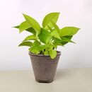 Pothos 'Neon'