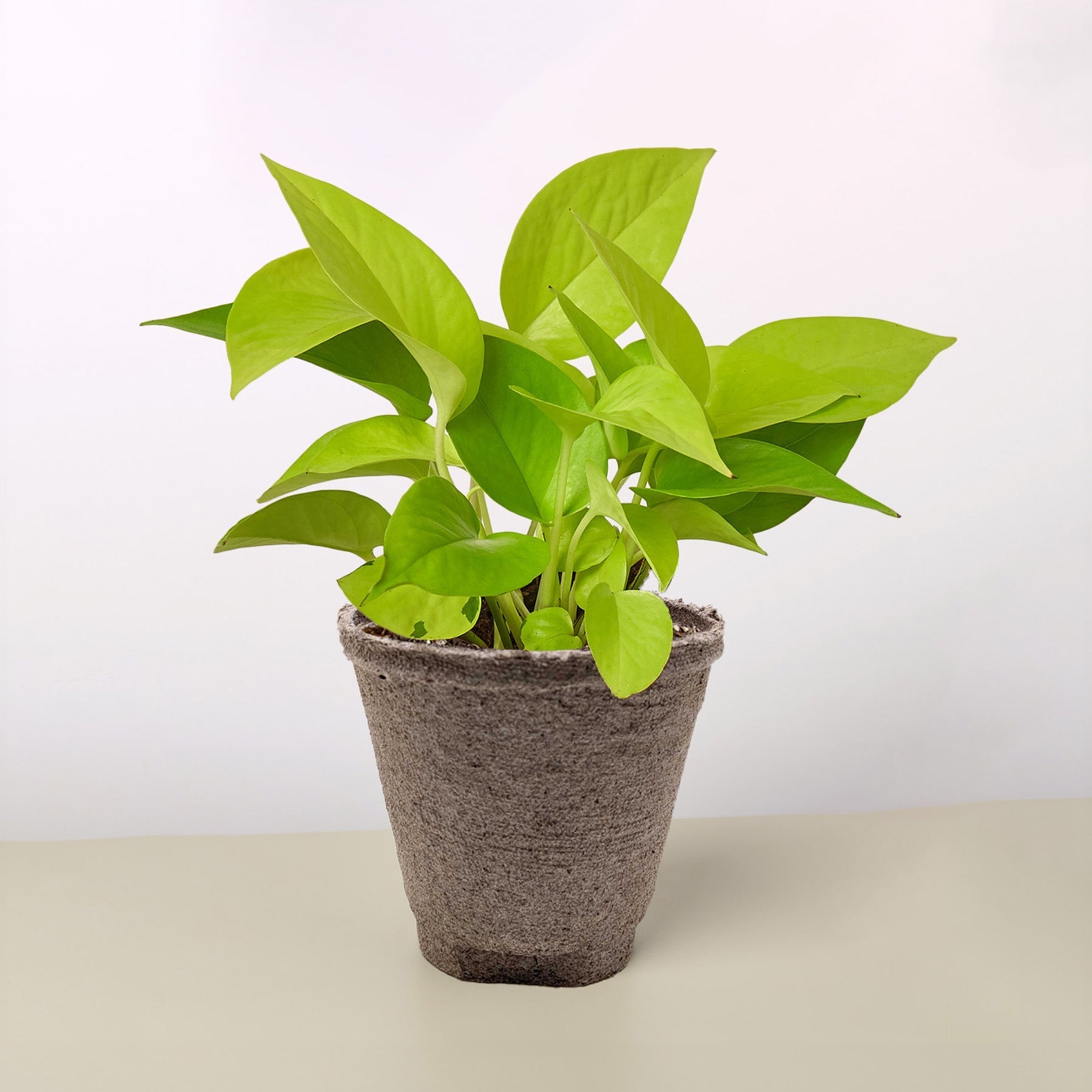 neon pothos fertilizer Buy Pothos Neon Houseplant Online