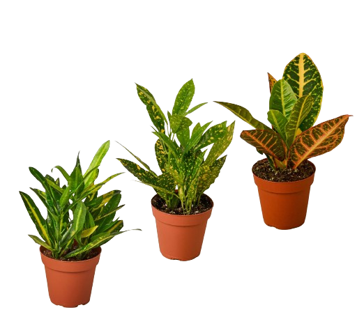 buy 3 croton variety pack / 4" pot / live plant / house plant live houseplant 4" pot online, showcasing three starter croton plants with thick leathery colorful leaves, vivid splashed and streaked tropical foliage patterns, upright woody-stemmed shrub structure, bright indirect light requirement, bold bohemian and architectural indoor display plant, a colorful and exotic housewarming gift idea