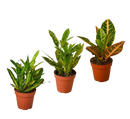 buy 3 croton variety pack / 4" pot / live plant / house plant live houseplant 4" pot online, showcasing three starter croton plants with thick leathery colorful leaves, vivid splashed and streaked tropical foliage patterns, upright woody-stemmed shrub structure, bright indirect light requirement, bold bohemian and architectural indoor display plant, a colorful and exotic housewarming gift idea