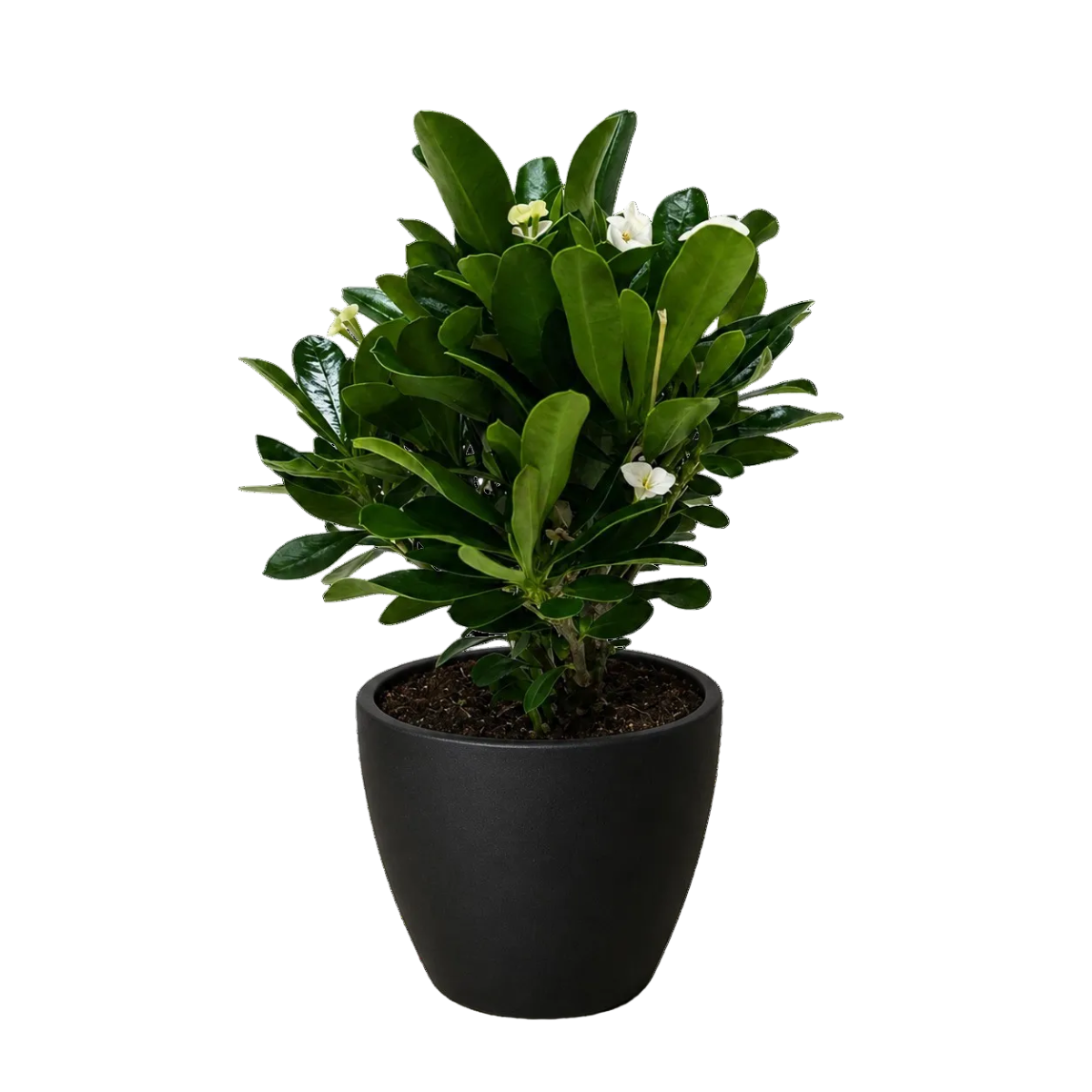 white crown of thorn in an eco-black pot, 4 inch flowering houseplant in decorative pot, flowering houseplants for sale