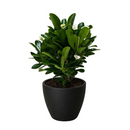 4 inch yellow crown of thorn in black eco pot, 4 inch yellow flowering plant in decorative pot, buy small indoor plants online