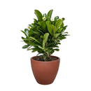 4 inch yellow crown of thorn in black eco pot, 4 inch yellow flowering plant in decorative pot, buy small indoor plants online