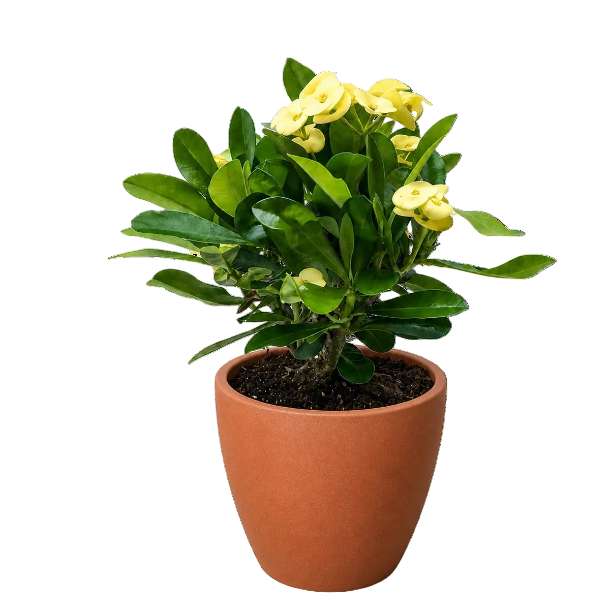 4 inch yellow crown of thorn in terracotta eco pot, yellow flowering live plants, 4 inch plants for tabletop decor