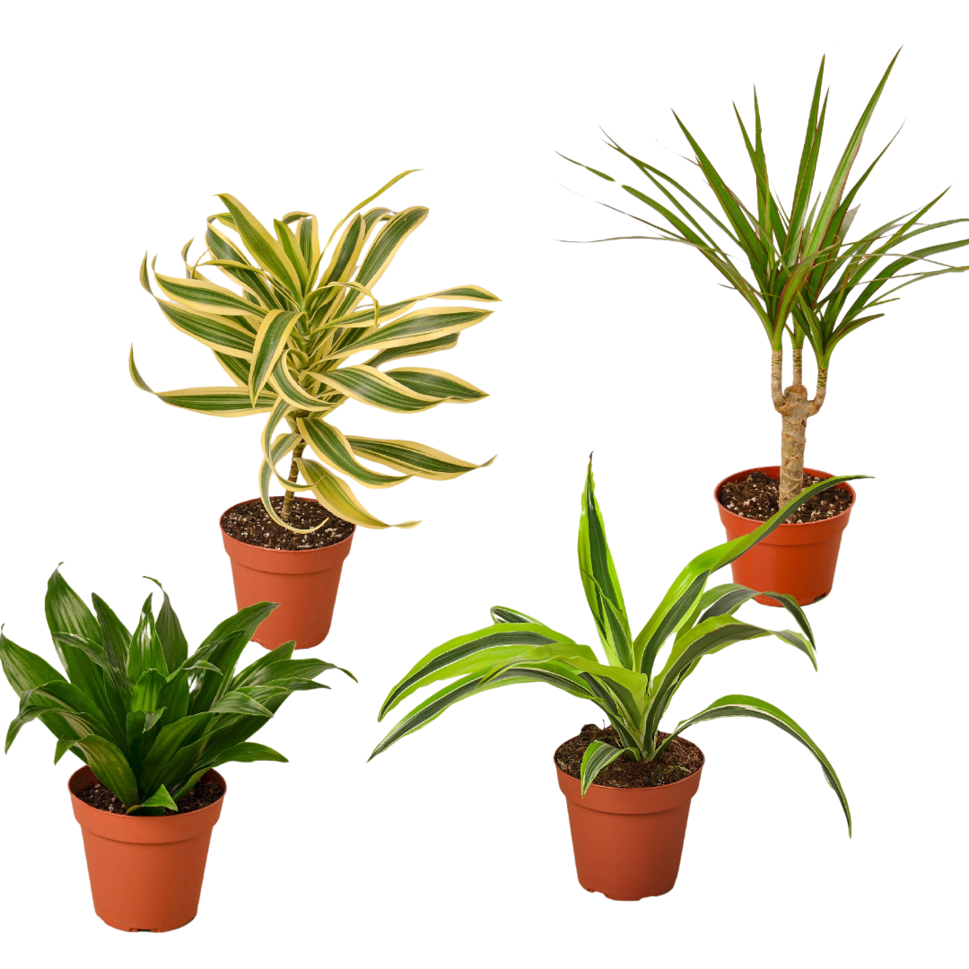 buy 4 Different Dracaenas Variety Pack - Live House Plant - 4" Pot live houseplant 4" pot online, featuring sword-like variegated foliage, upright architectural growth, rich green and striped leaves, easy care low-light tolerance, a bold tropical statement plant for modern living rooms and office shelves, makes a thoughtful starter gift for plant lovers