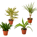 buy 4 Different Dracaenas Variety Pack - Live House Plant - 4" Pot live houseplant 4" pot online, displaying lush tropical sword-shaped leaves with vivid striping, slow steady upright growth habit, adaptable to medium indirect light, low-maintenance watering needs, an eye-catching collection for windowsills and plant-filled shelfie displays, ideal gift for beginner plant parents