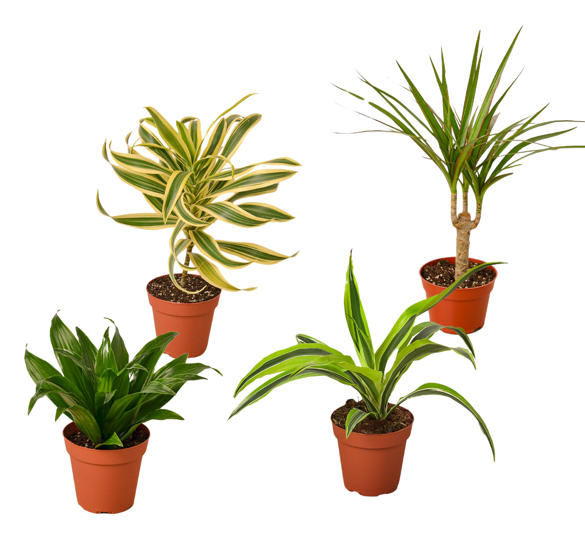 buy 4 Different Dracaenas Variety Pack - Live House Plant - 4" Pot live houseplant 4" pot online, displaying lush tropical sword-shaped leaves with vivid striping, slow steady upright growth habit, adaptable to medium indirect light, low-maintenance watering needs, an eye-catching collection for windowsills and plant-filled shelfie displays, ideal gift for beginner plant parents