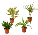 buy 4 Different Dracaenas Variety Pack - Live House Plant - 4" Pot live houseplant 4" pot online, displaying lush tropical sword-shaped leaves with vivid striping, slow steady upright growth habit, adaptable to medium indirect light, low-maintenance watering needs, an eye-catching collection for windowsills and plant-filled shelfie displays, ideal gift for beginner plant parents