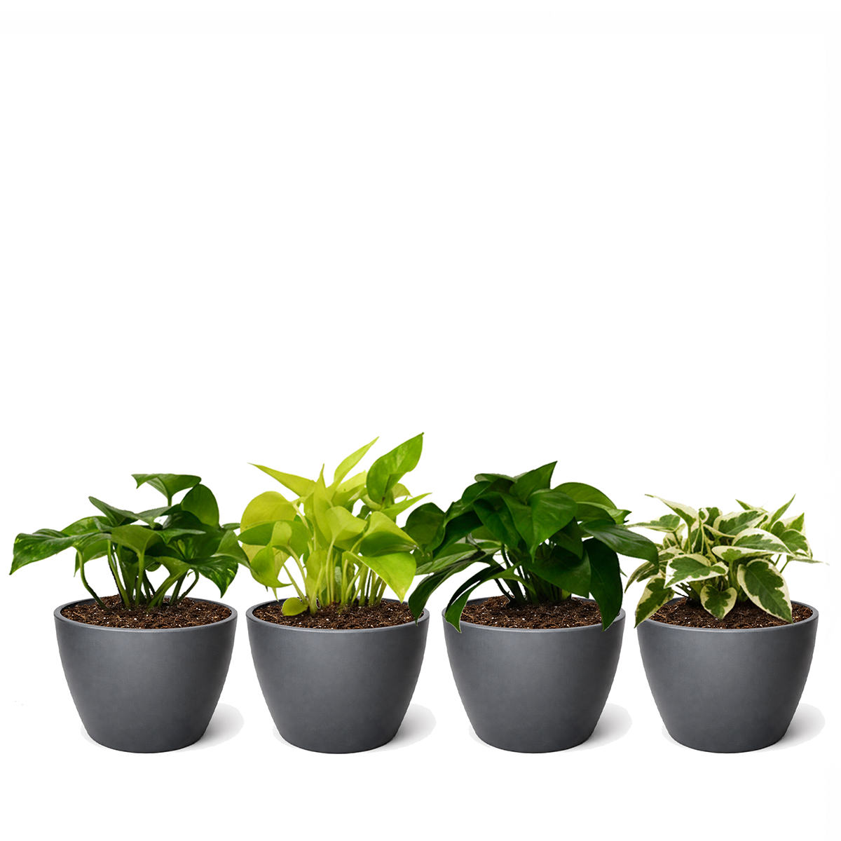 4 different, randomly selected Pothos varieties in 4-inch decorative pots, Randomly Selected Assorted Trailing Vines for kitchen decoration, air-purifying easy care houseplants for beginners