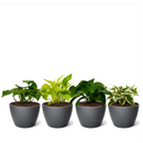 4 different, randomly selected Pothos varieties in 4-inch decorative pots, Randomly Selected Assorted Trailing Vines for kitchen decoration, air-purifying easy care houseplants for beginners