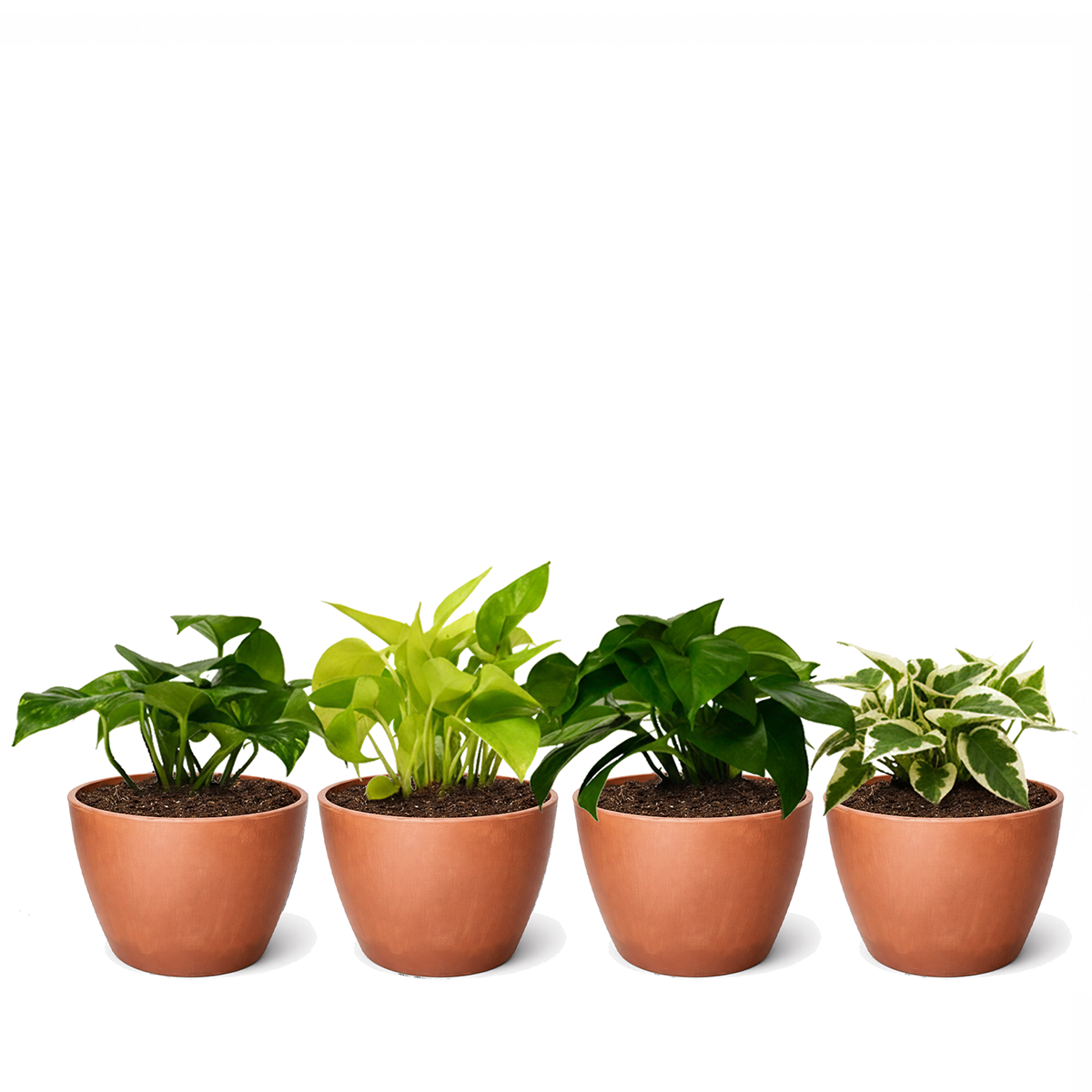 4 different, randomly selected Pothos varieties in 4-inch decorative pots, Randomly Selected Assorted Trailing Vines for kitchen decoration, air-purifying easy care houseplants for beginners