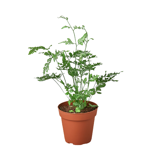 4" pot fern 'silver lace' live houseplant for sale, intricate silver and forest green two-toned fronds, soft lacy texture with upright arching stems, tropical evergreen that naturally humidifies indoor air, easy to propagate by division in spring, a striking bohemian statement piece for shelves or terrariums, an ideal gift for fern enthusiasts and home decorators
