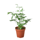 4" pot fern 'silver lace' live houseplant for sale, intricate silver and forest green two-toned fronds, soft lacy texture with upright arching stems, tropical evergreen that naturally humidifies indoor air, easy to propagate by division in spring, a striking bohemian statement piece for shelves or terrariums, an ideal gift for fern enthusiasts and home decorators
