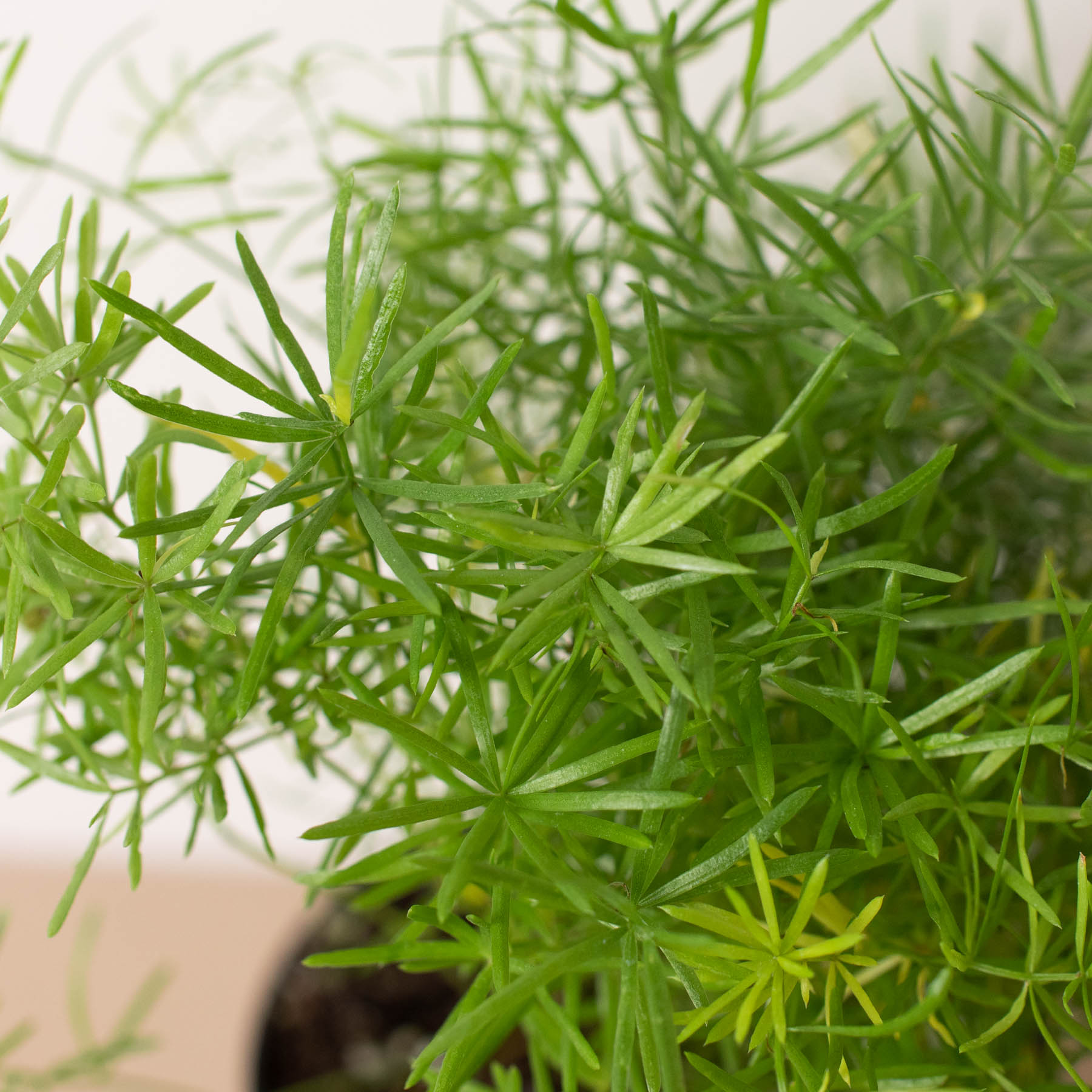 asparagus looking succulent Sprengeri Fern Plant (Asparagus aethiopicus)