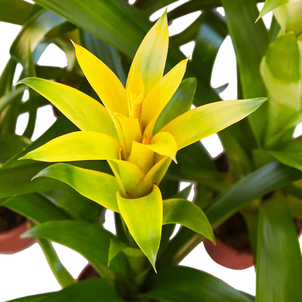 4" pot guzmania bromeliad 'yellow' live houseplant for sale, bright golden-yellow inflorescence rising from lush green foliage, compact rosette growth habit, cup-forming leaf structure, thrives in indirect light, a stunning architectural accent for modern home interiors, perfect as a vibrant housewarming or birthday gift