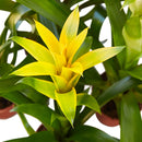 buy guzmania bromeliad 'yellow' live houseplant 4" pot online, golden-yellow bloom spike contrasted by smooth forest-green foliage, upright narrow growth form, tropical bract display lasting months, easy care for beginners, a vibrant and exotic decorative accent for kitchen shelves or humid bathrooms, wonderful gift for any plant enthusiast