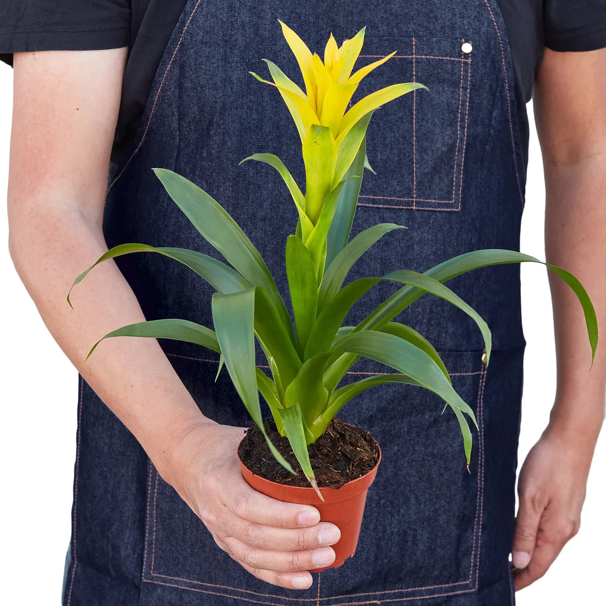 buy guzmania bromeliad 'yellow' live houseplant 4" pot online, striking yellow bract against deep green strappy leaves, narrow upright grower, tropical epiphyte form, pet-friendly and air-purifying, brings a cheerful bohemian warmth to bathrooms and kitchens, an ideal gift for beginner plant parents