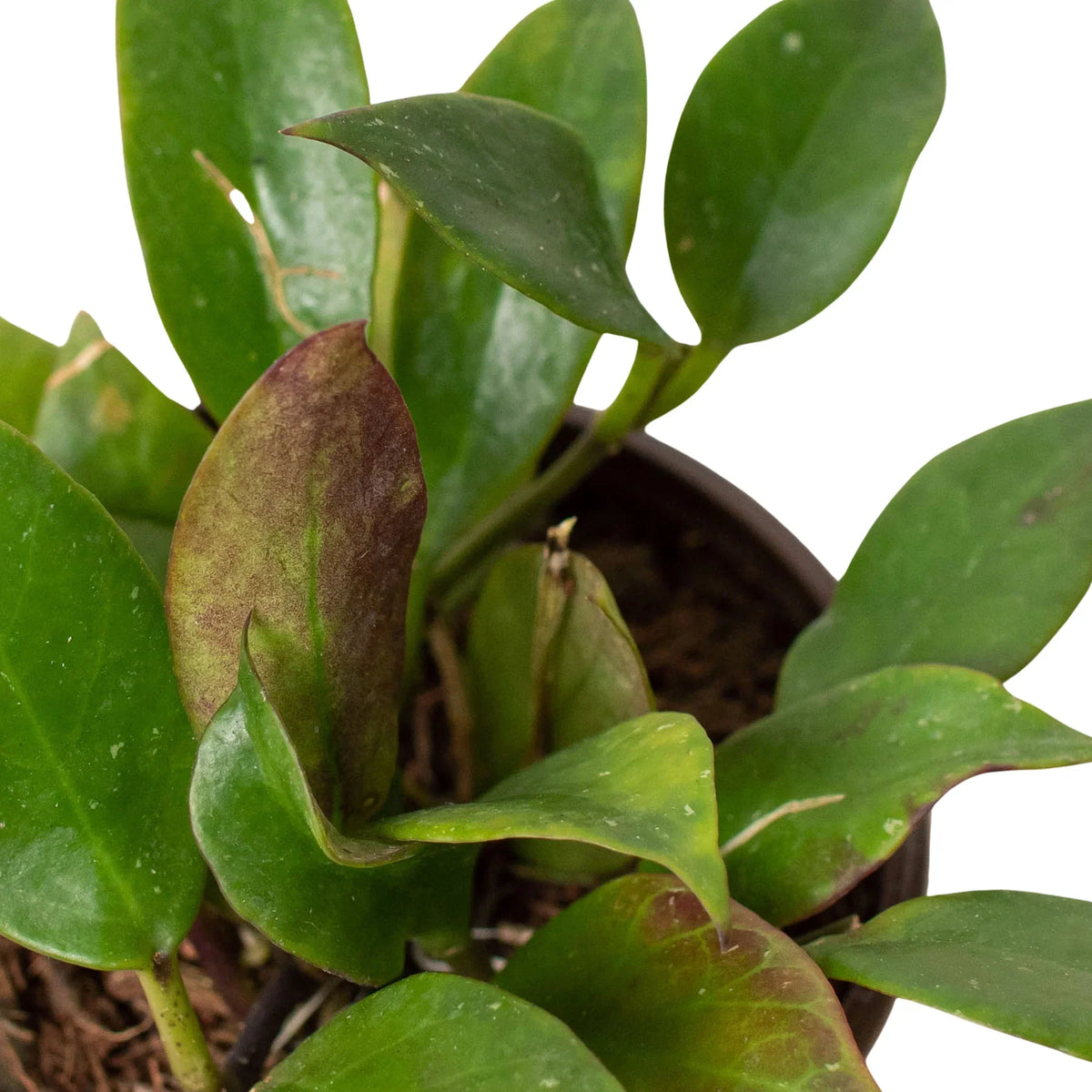 Buy Hoya ‘Sunrise’ live plant online, easy care Hoya Sunrise indoor plant, tropical Hoya Sunrise with teardrop green and red leaves