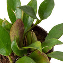 Buy Hoya ‘Sunrise’ live plant online, easy care Hoya Sunrise indoor plant, tropical Hoya Sunrise with teardrop green and red leaves