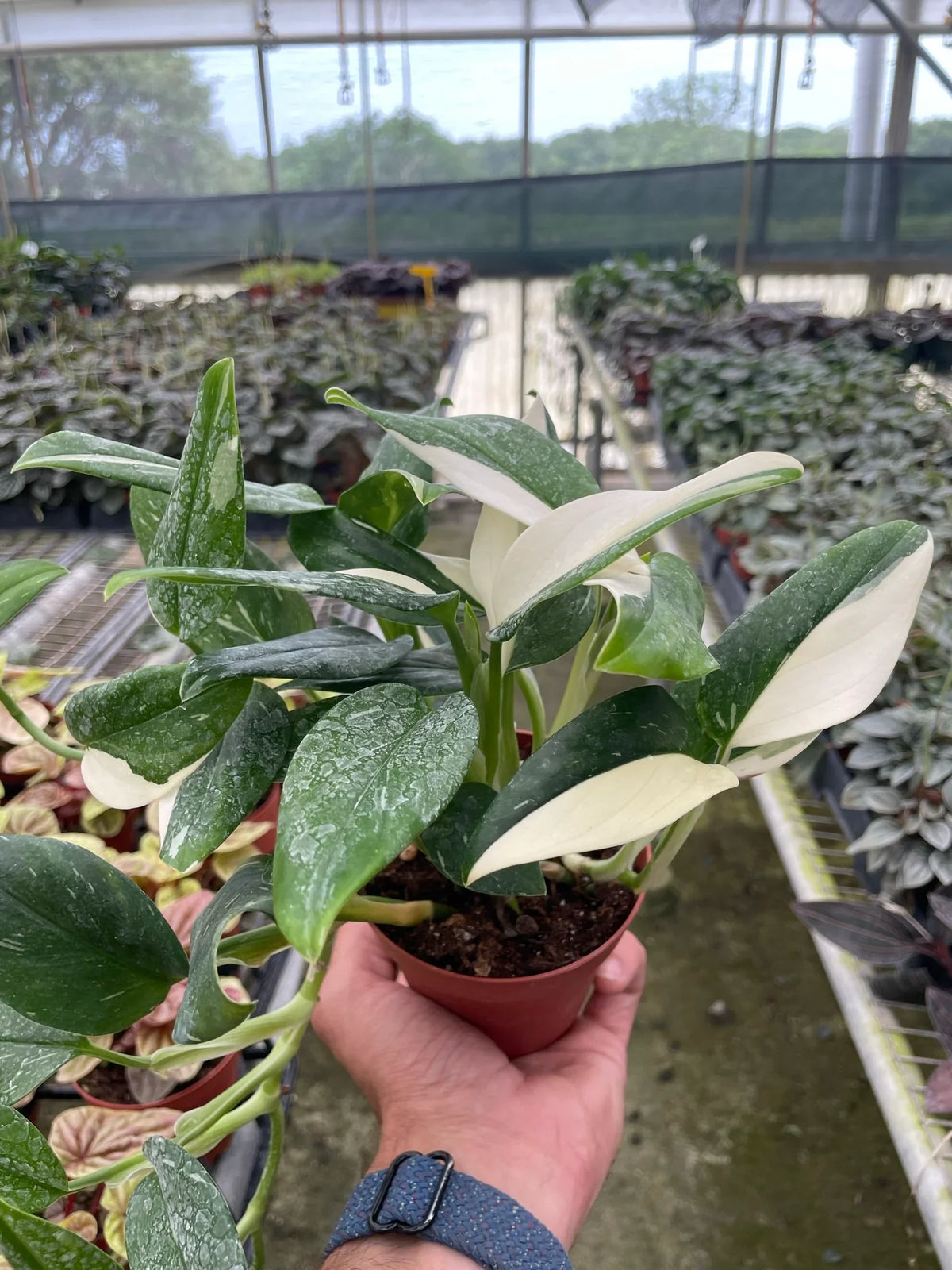buy monstera 'standeleyana albo variegated' live houseplant 4" pot online, striking white and cream variegation across rich forest green leaves, each leaf displaying a one-of-a-kind natural pattern, vining climbing growth with aerial roots, low-maintenance tropical beauty for bright indoor spaces, an eye-catching focal point for a bohemian style room, a coveted gift for serious plant collectors