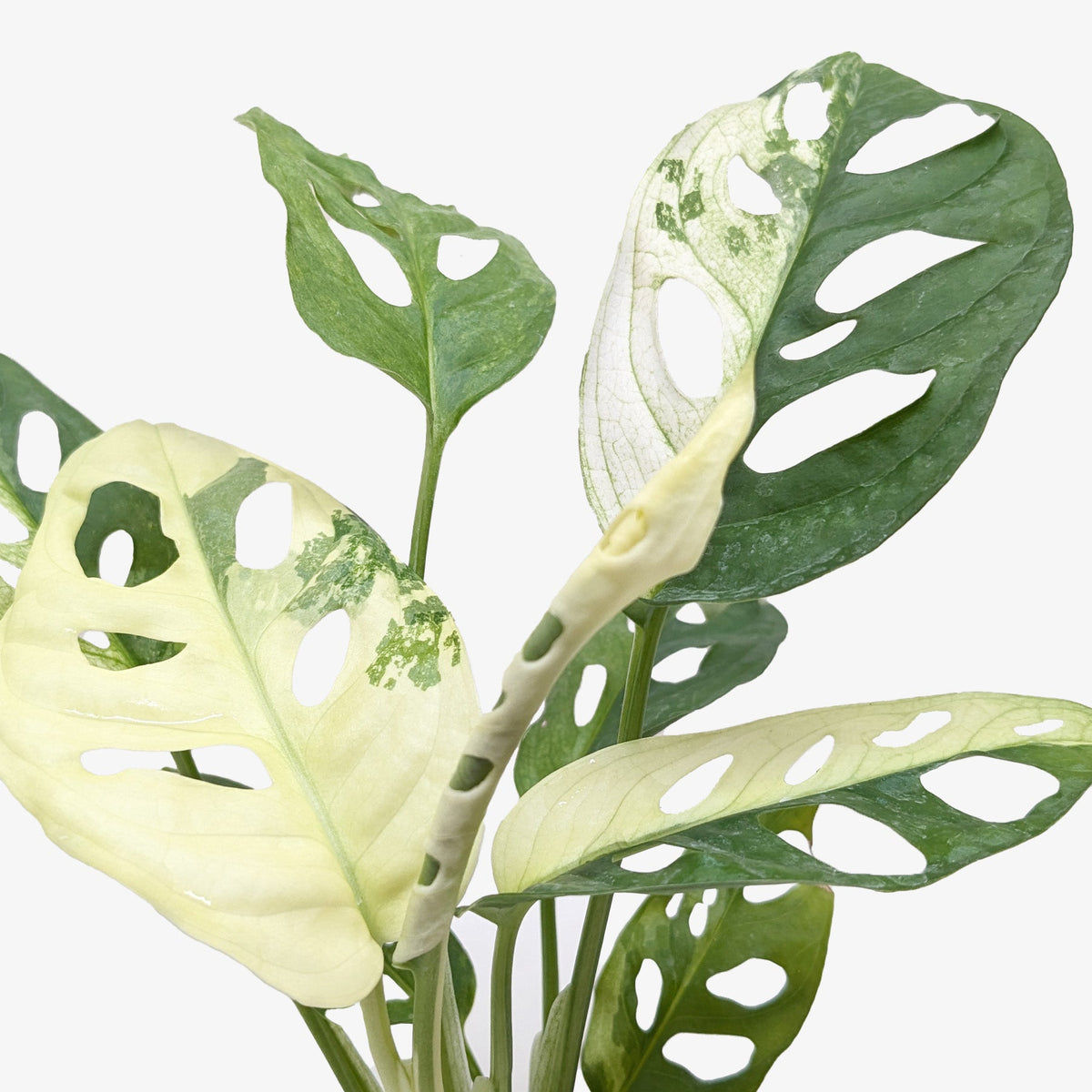 Tropical rainforest plant, Humidity-loving plant, Collector’s Monstera, Indoor climbing plant, rare houseplants for sale