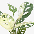 Tropical rainforest plant, Humidity-loving plant, Collector’s Monstera, Indoor climbing plant, rare houseplants for sale